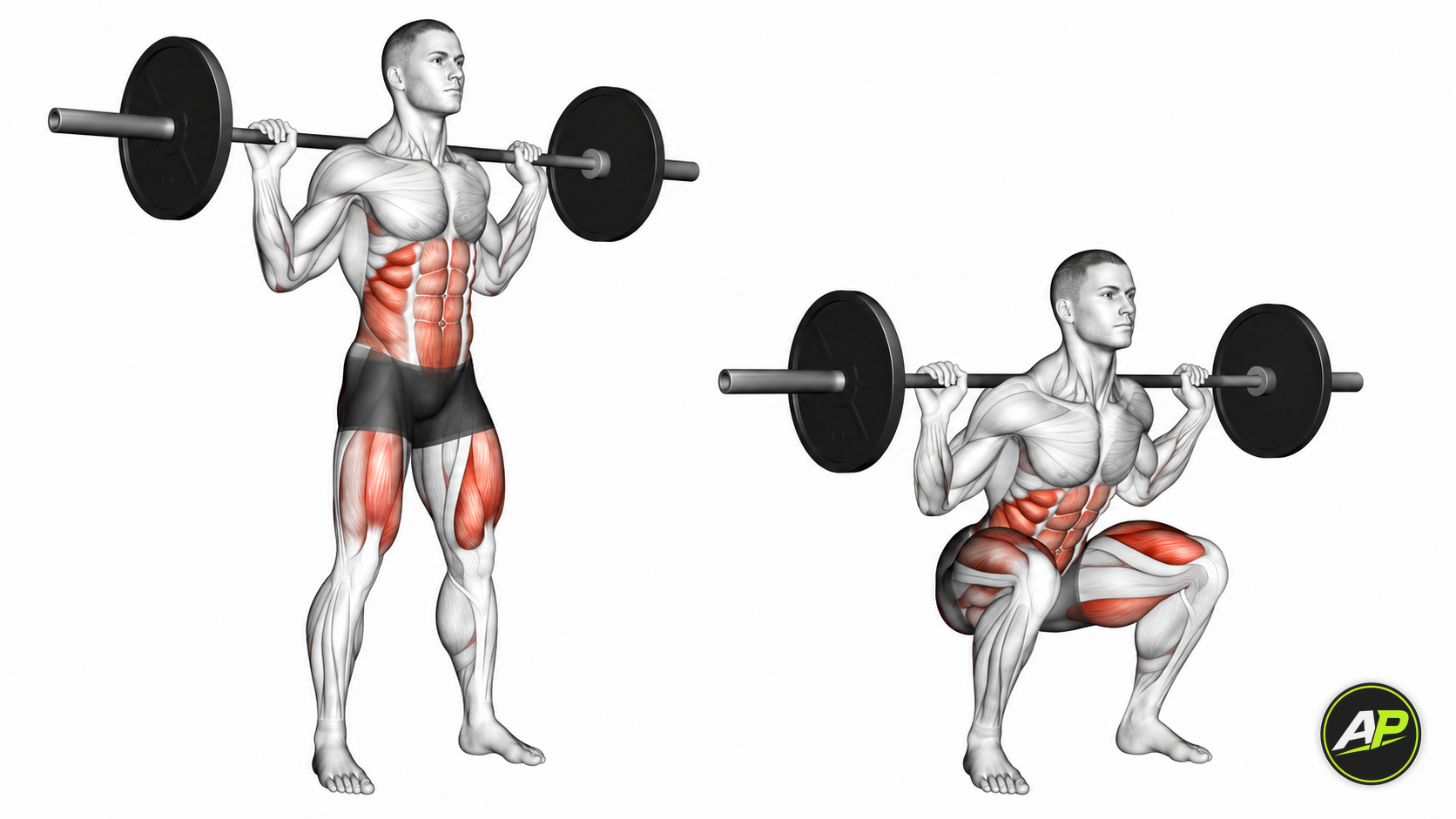 Barbell Back Squat