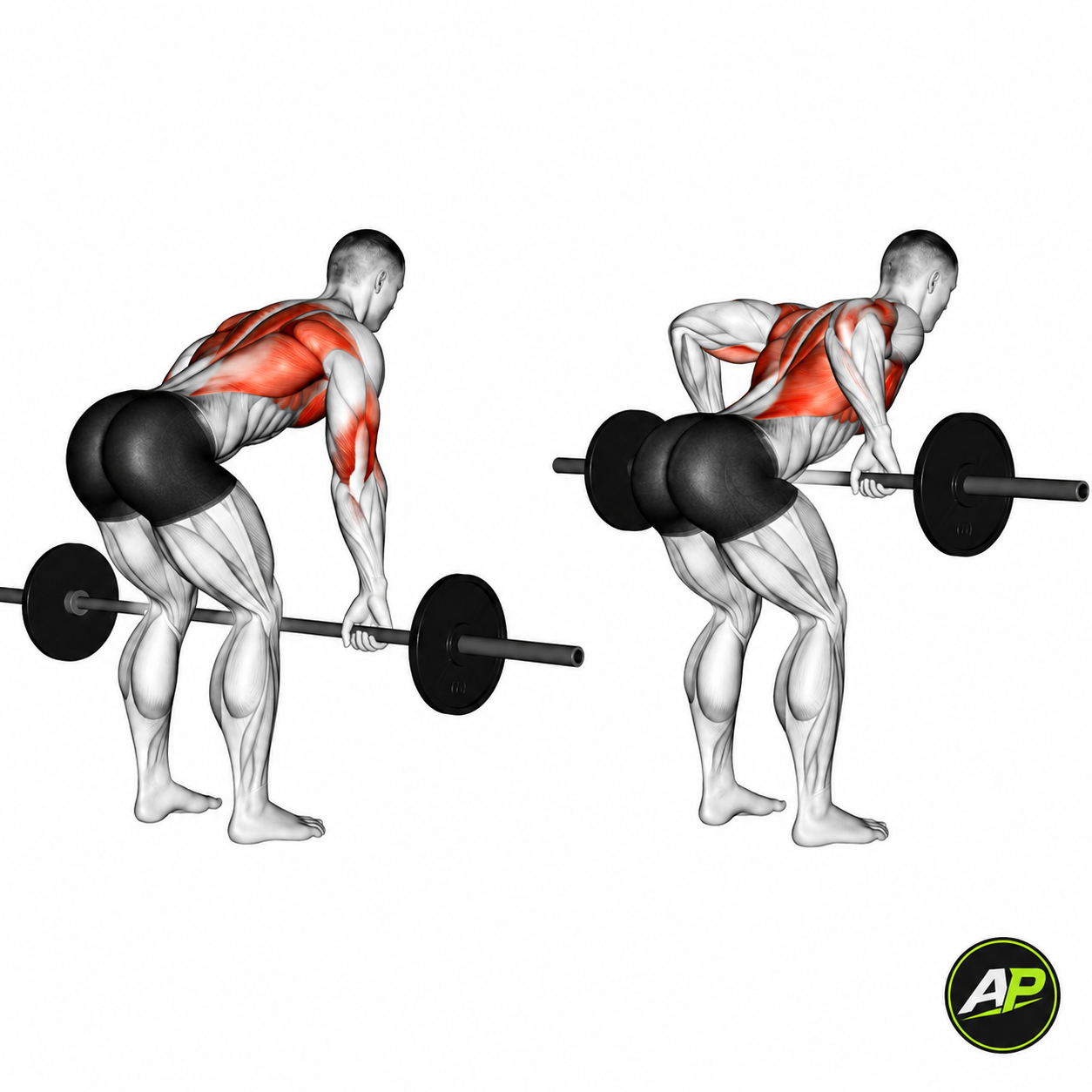 Barbell Bent Over Row