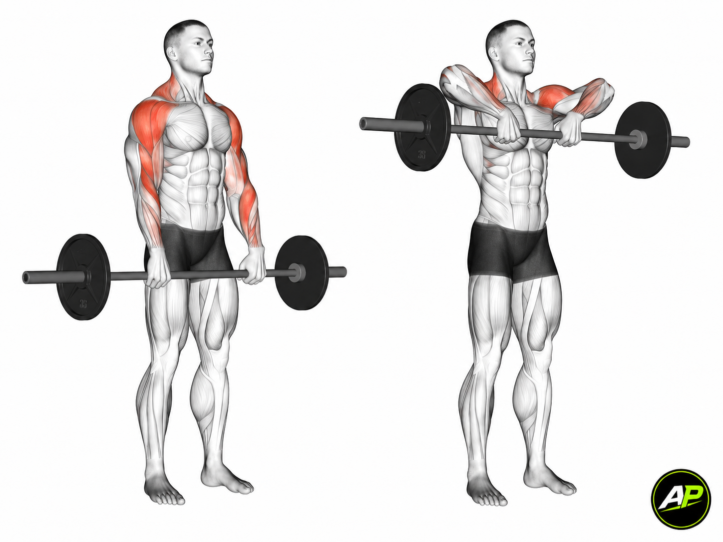 Barbell Upright Row