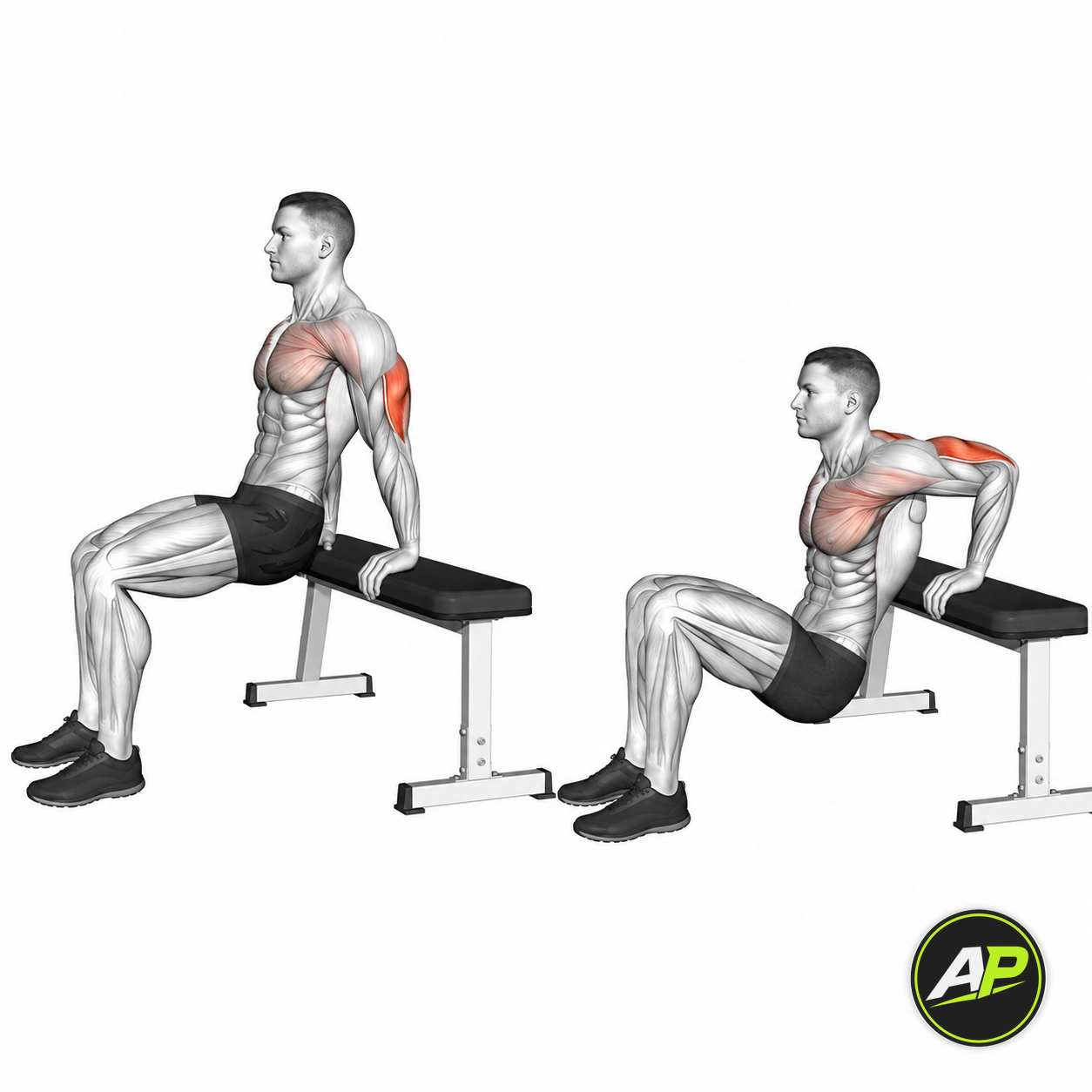 Bodyweight Bench Dips