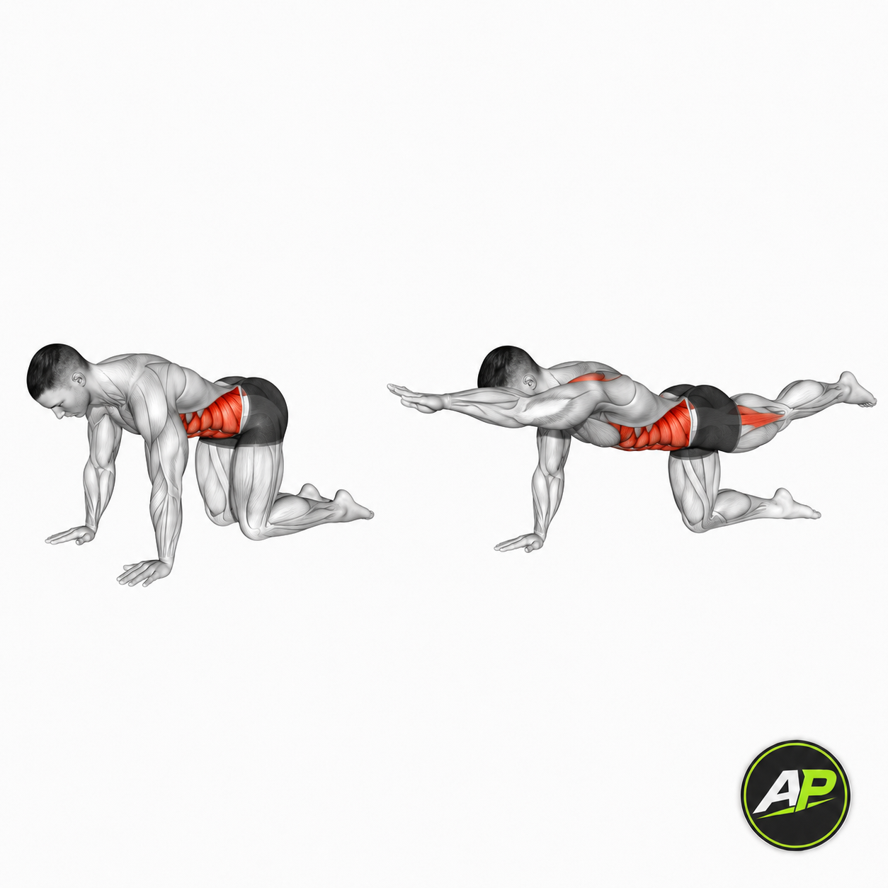 Bodyweight Bird Dog