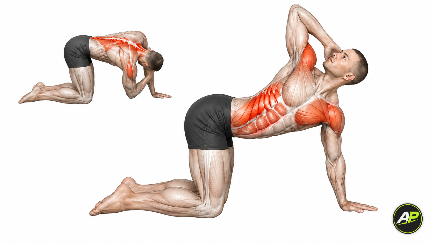 Bodyweight Thoracic Rotation