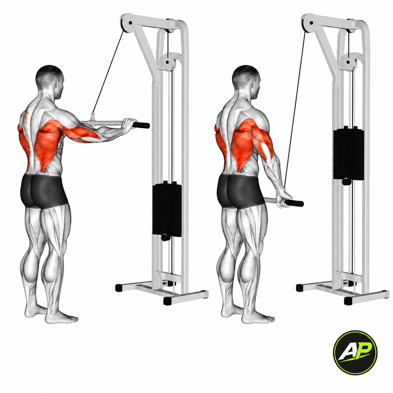Cable Straight Arm Pulldown