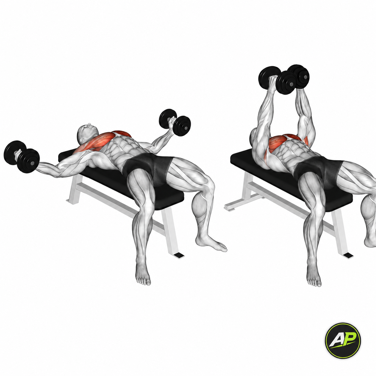 Dumbbell Chest Fly