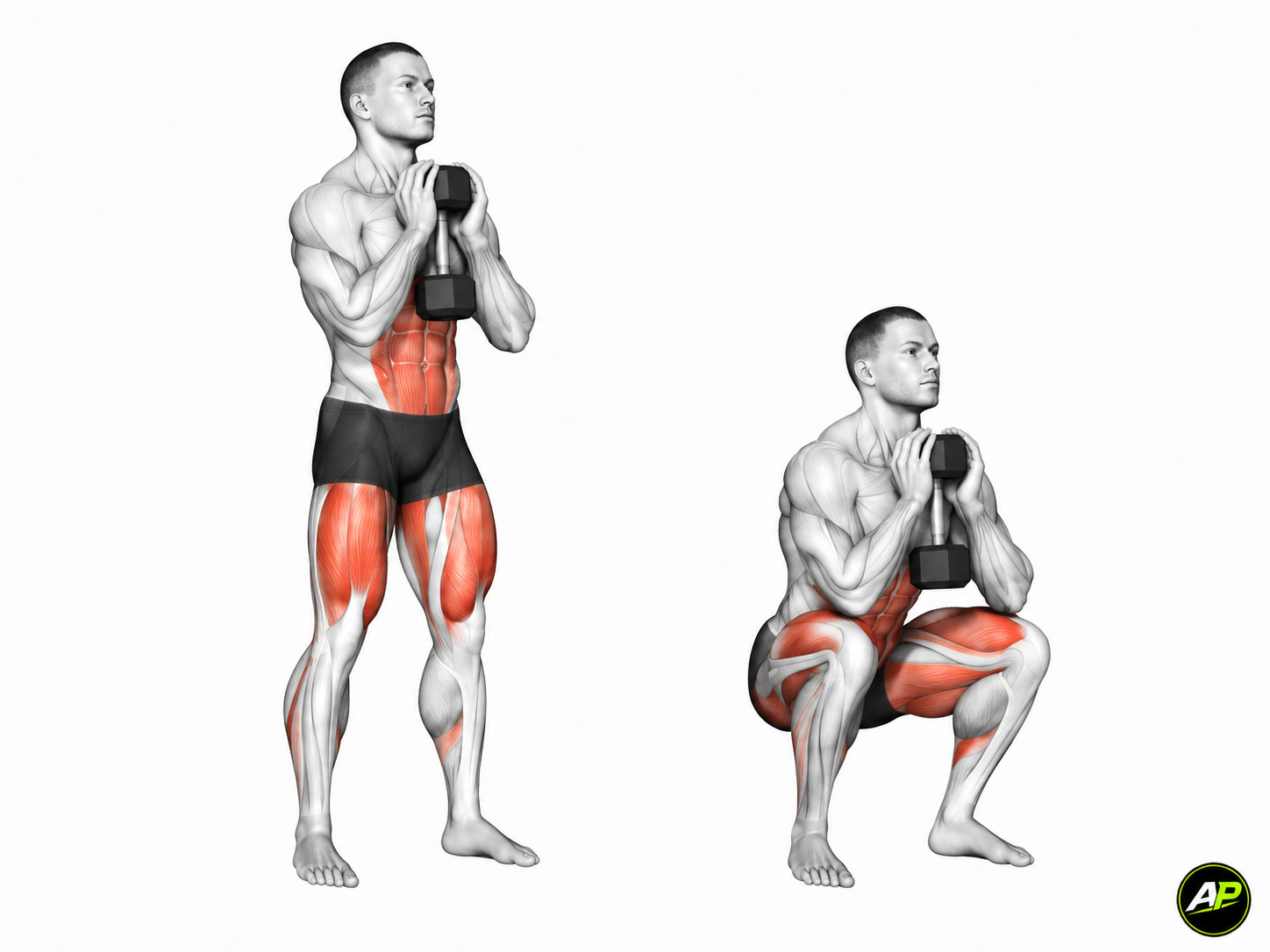 Dumbbell Goblet Squat