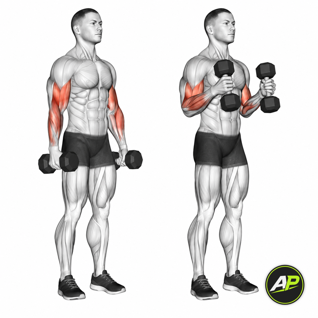 Dumbbell Hammer Curl