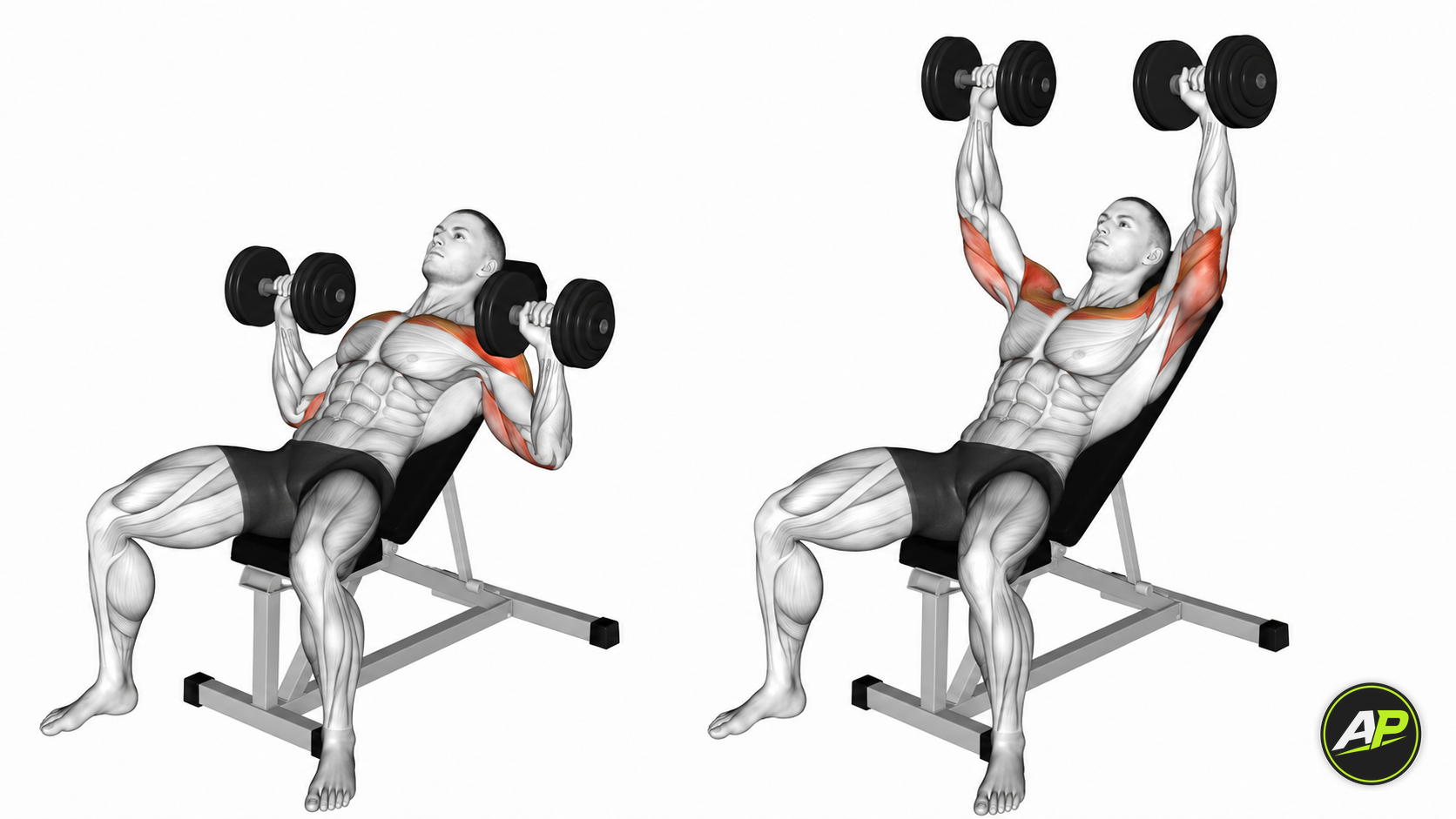 Dumbbell Incline Bench Press