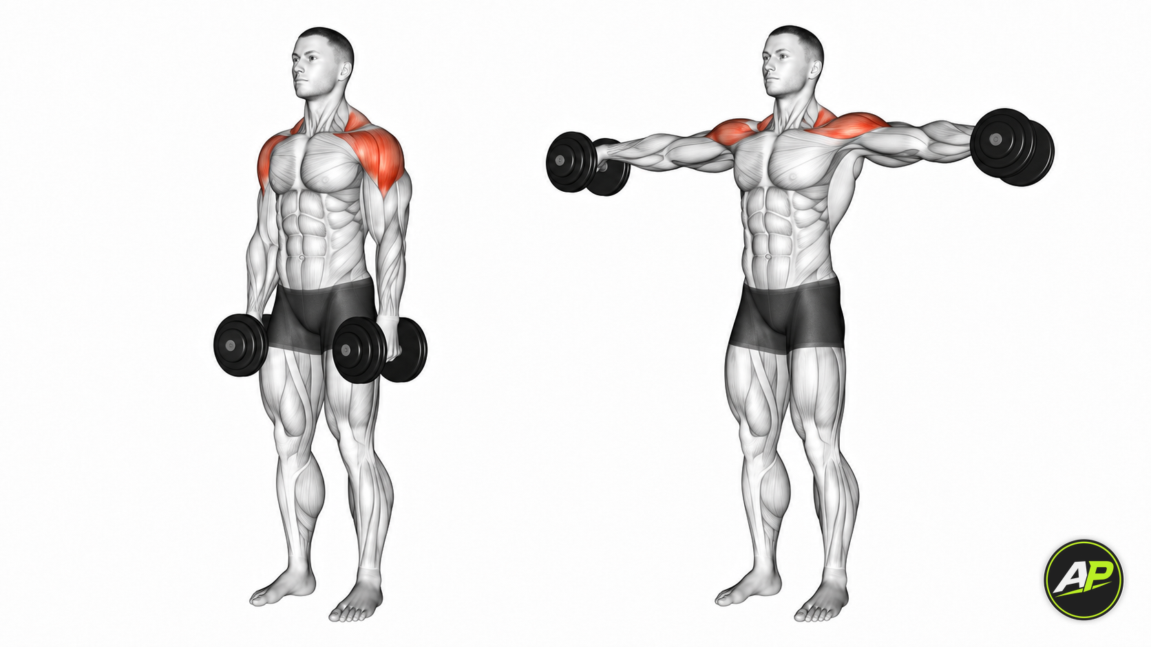 Dumbbell Lateral Raise