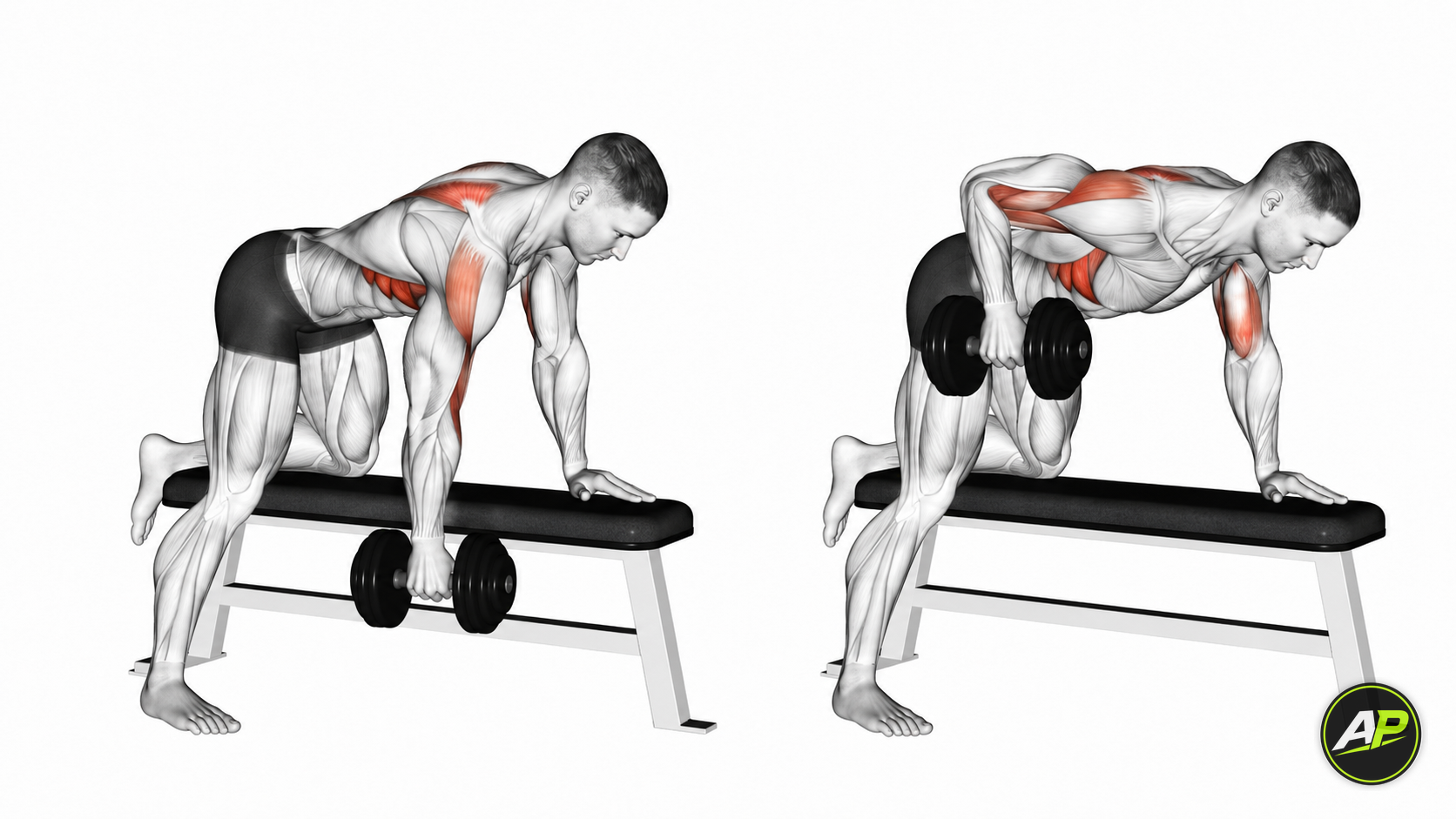 Dumbbell One Arm Row