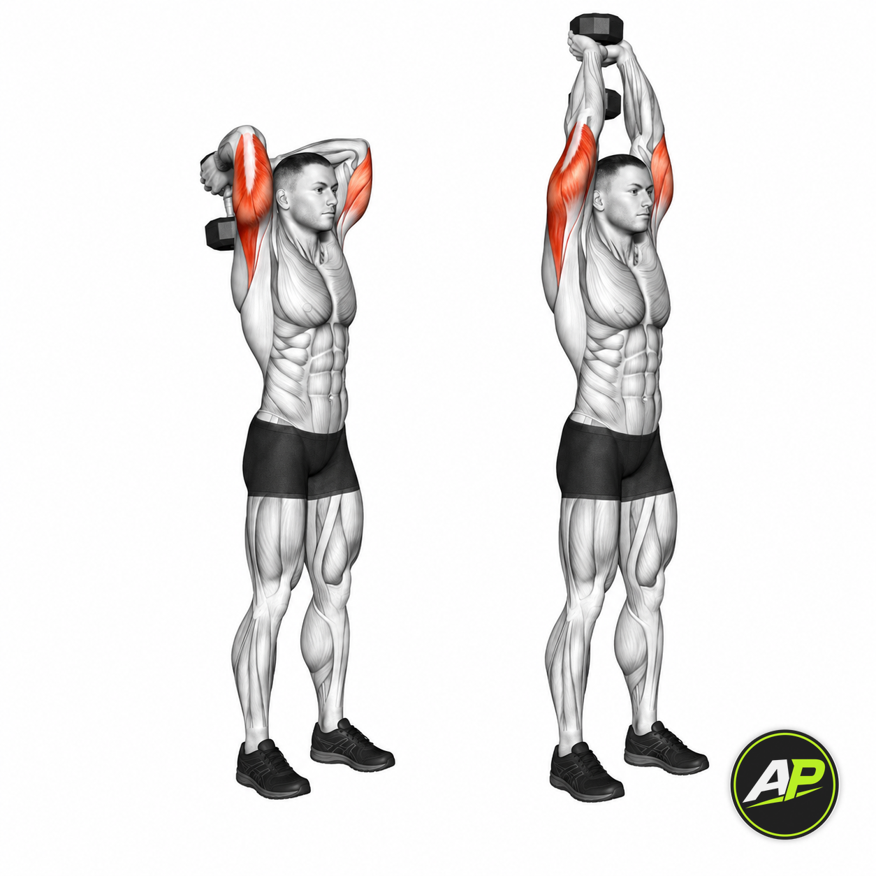 Dumbbell Overhead Triceps Extension