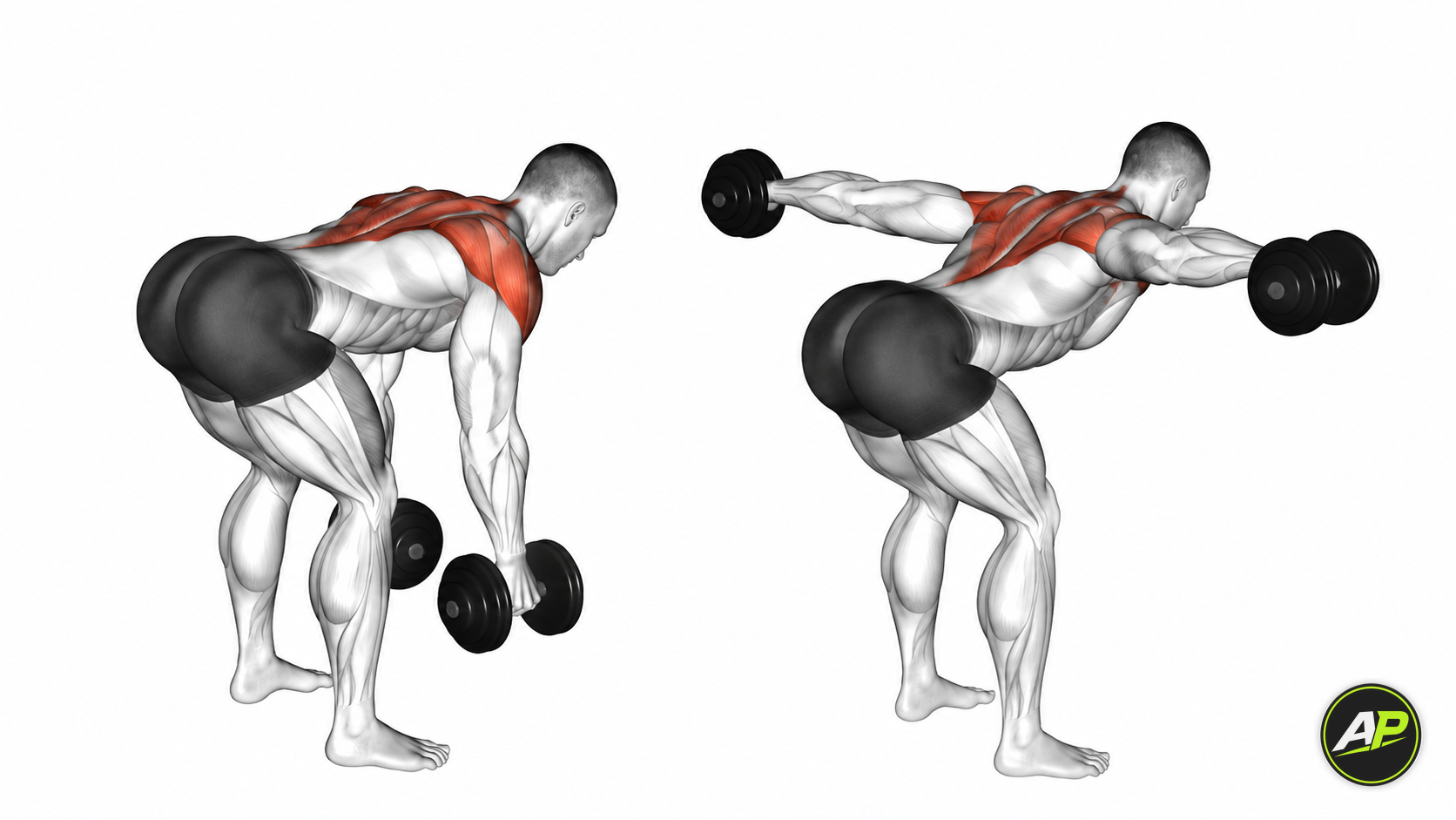 Dumbbell Rear Delt Fly
