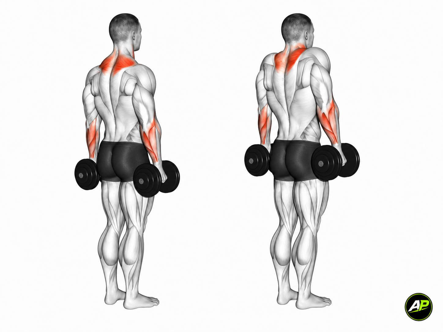 Dumbbell Shrug