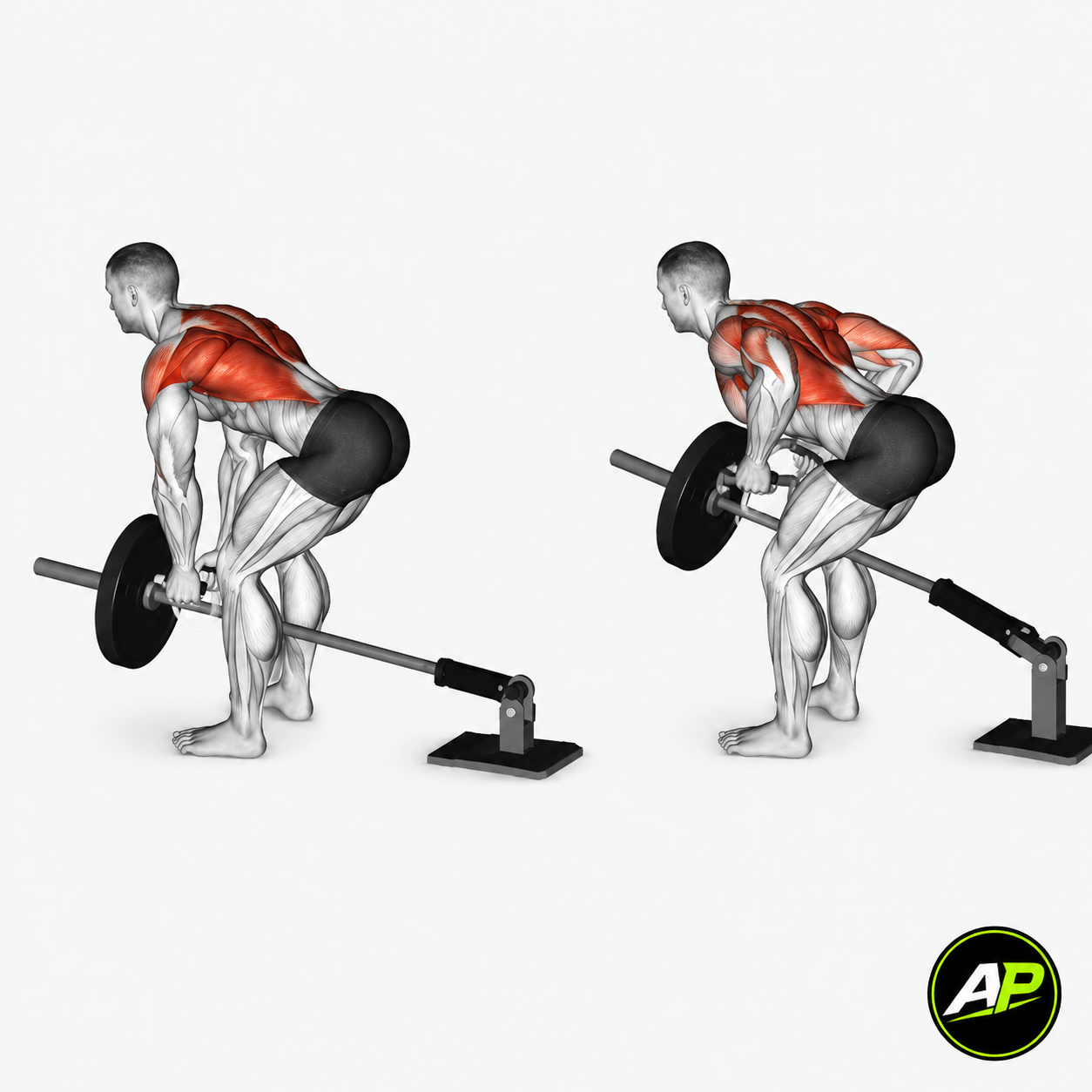 Landmine T Bar Row