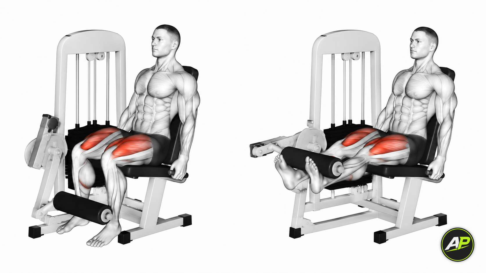 Machine Leg Extension