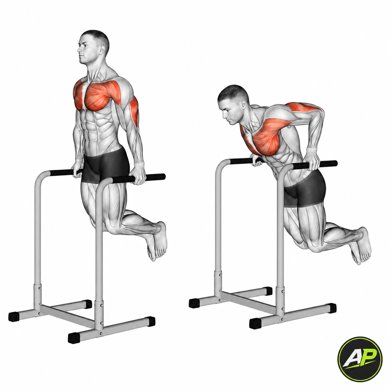 Parallel Bar Chest Dips