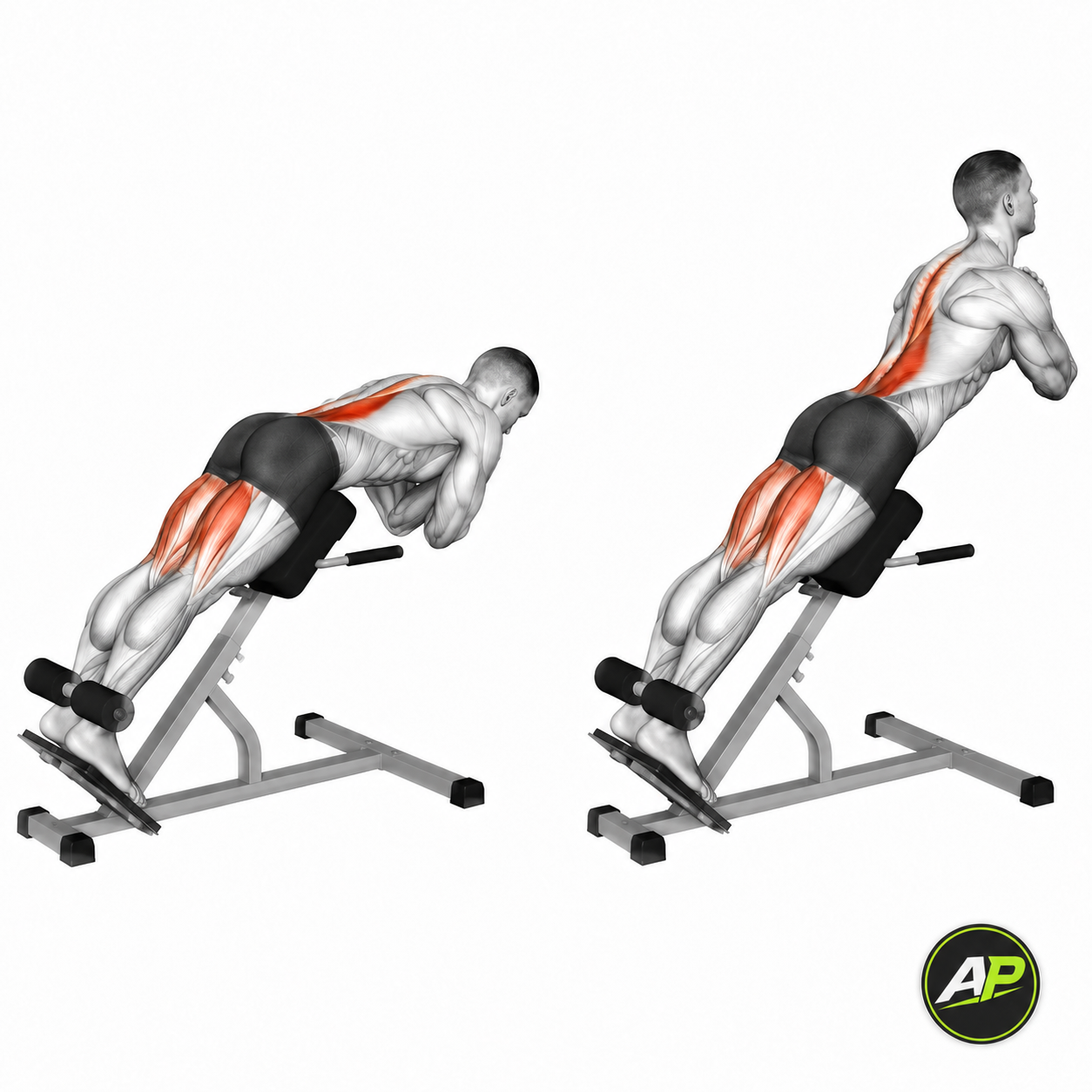 Roman Chair 45° Back Extension